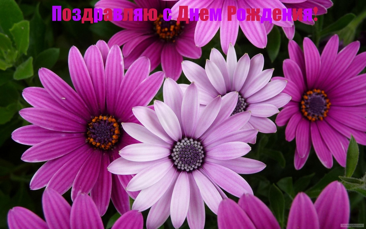 Открытка с Днем Рождения, цветы