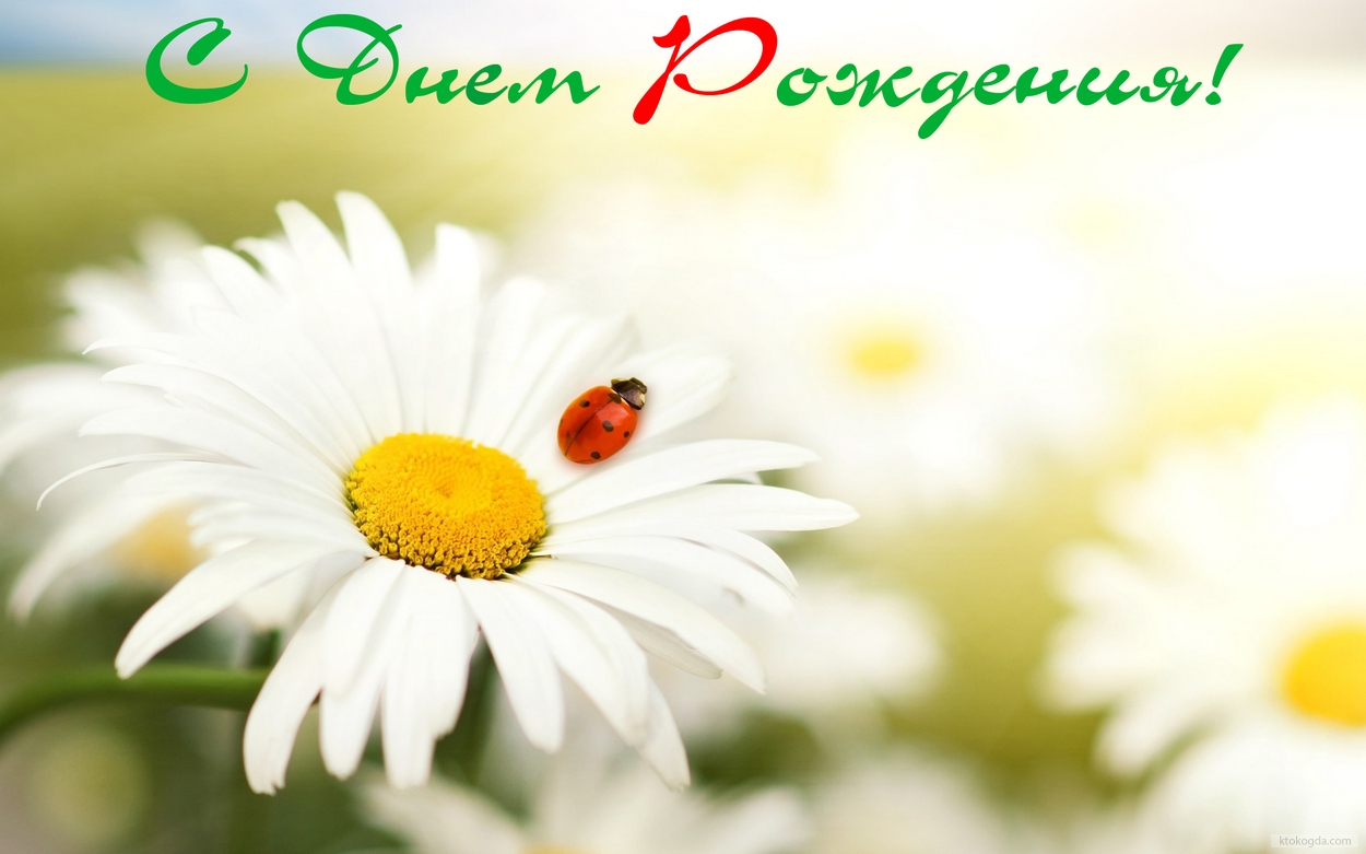 Открытка с Днем Рождения, цветы, ромашка