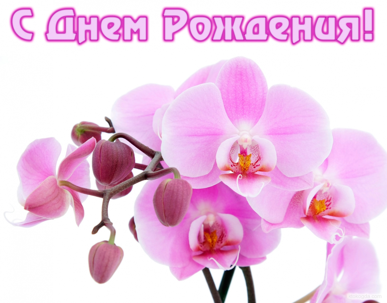 Открытка с Днем Рождения, орхидея