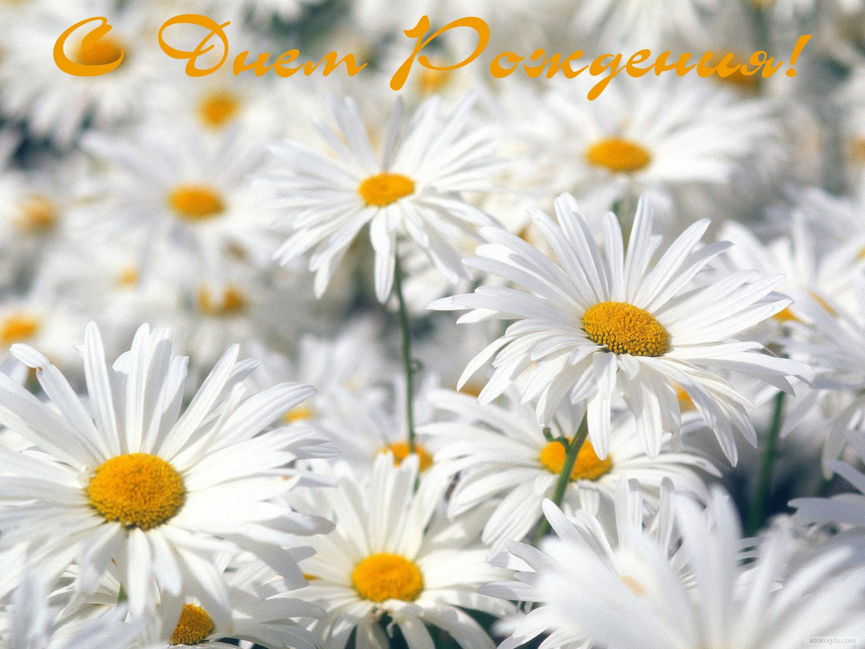Открытка с Днем Рождения, цветы, ромашки