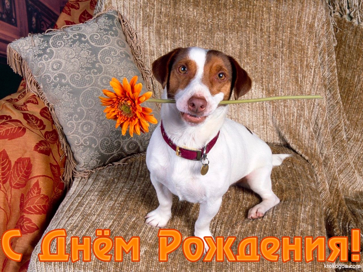 Открытка с Днем Рождения, собака и цветок