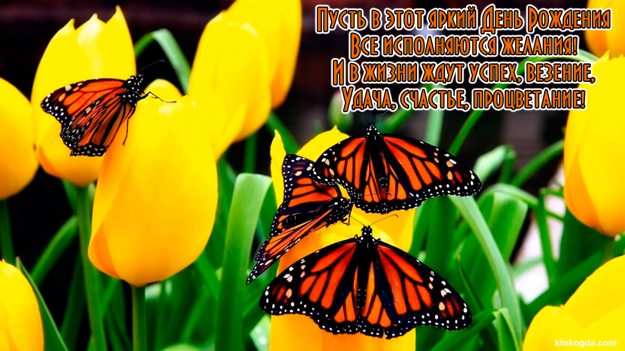 Открытка с Днем Рождения с стихотворением, цветы, желтые тюльпаны и бабочки