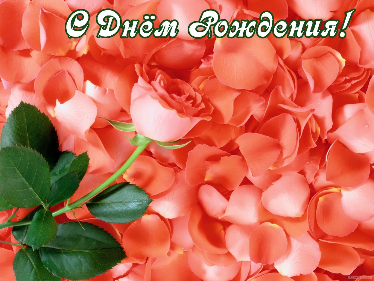 Открытка с Днем Рождения, цветы, коралловая роза, лепестки