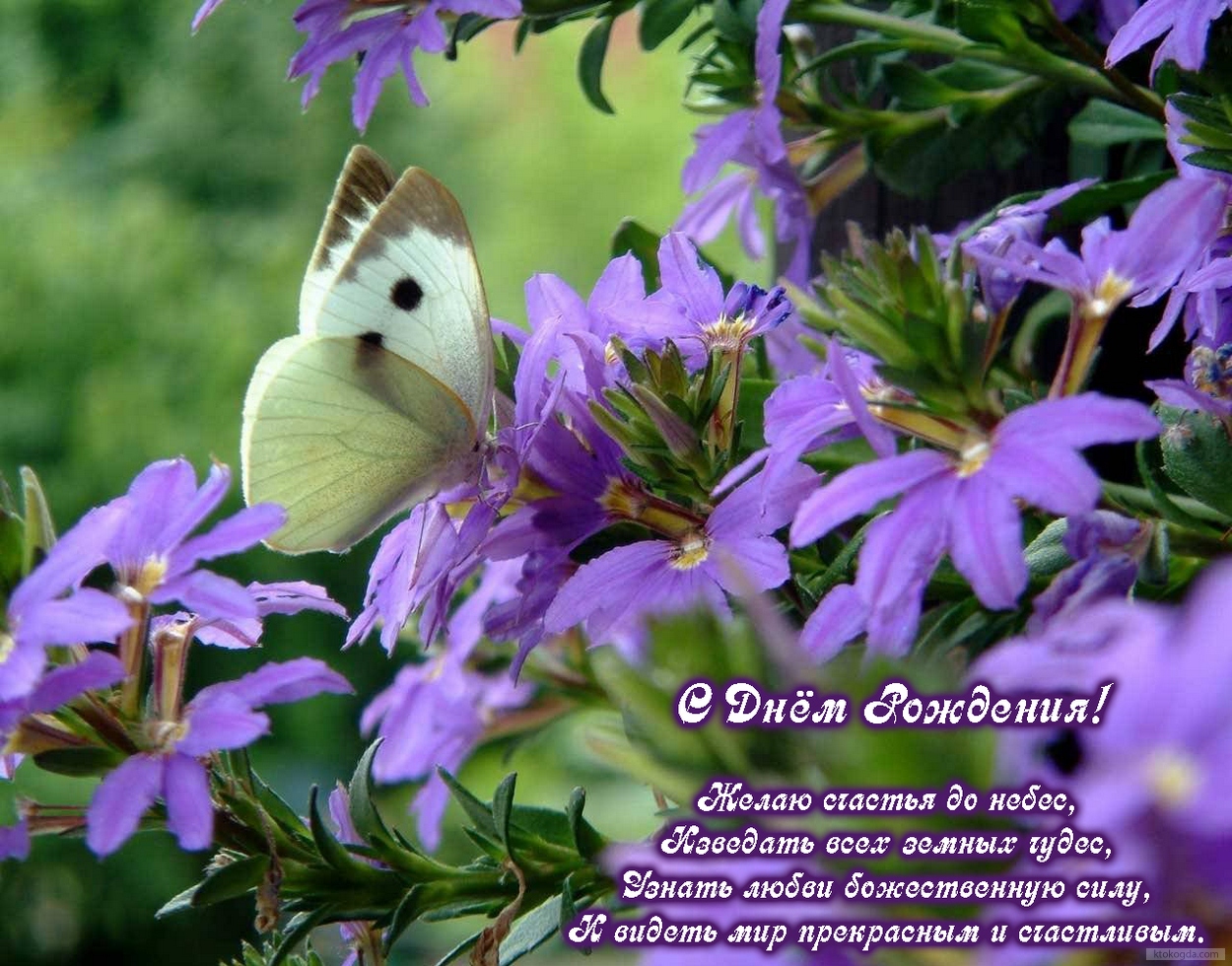 Открытка с Днем Рождения с стихотворением, фиолетовые цветы и бабочка