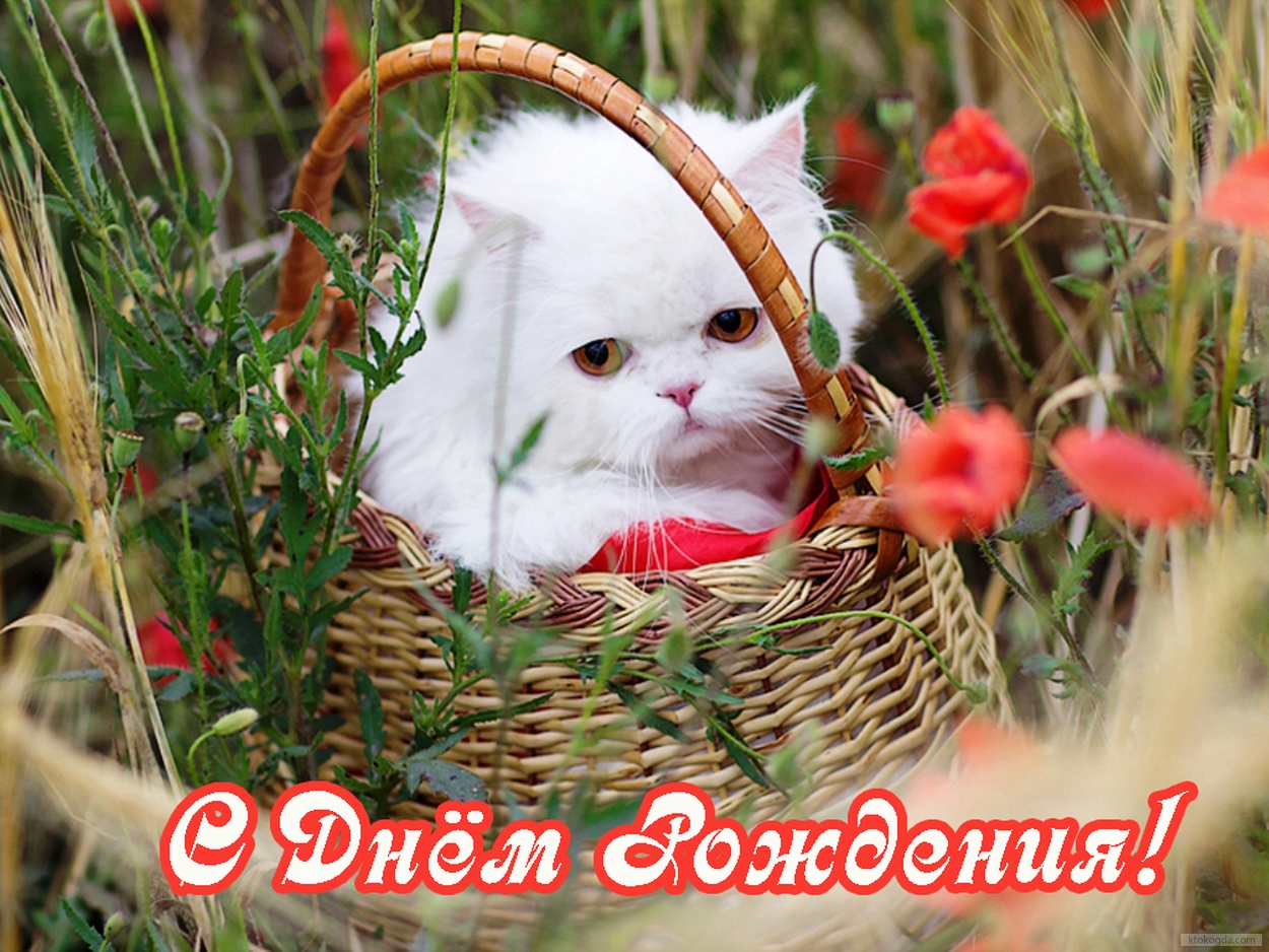 Открытка с Днем Рождения, цветы, котенок, животные