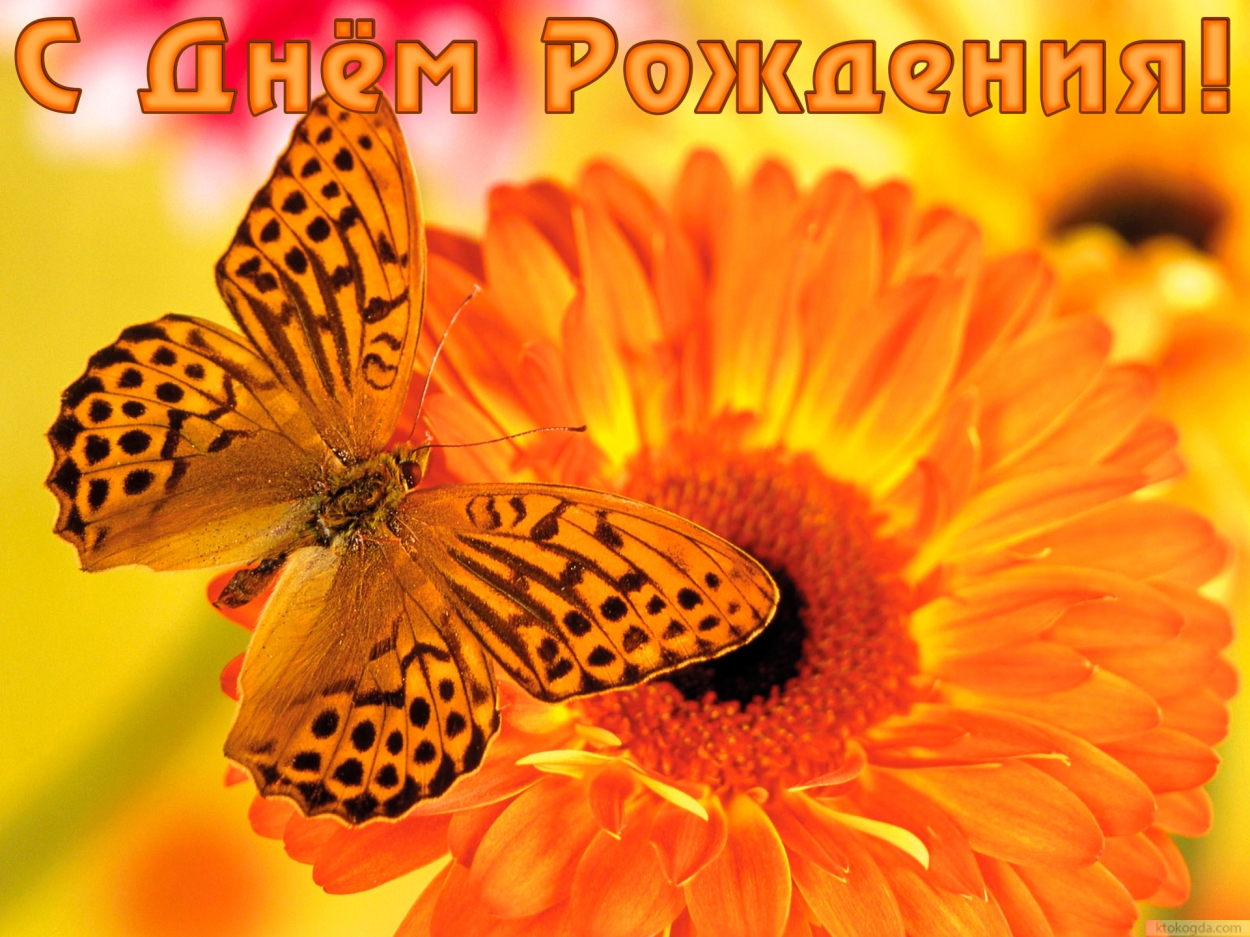 Открытка с Днем Рождения, цветок и бабочка
