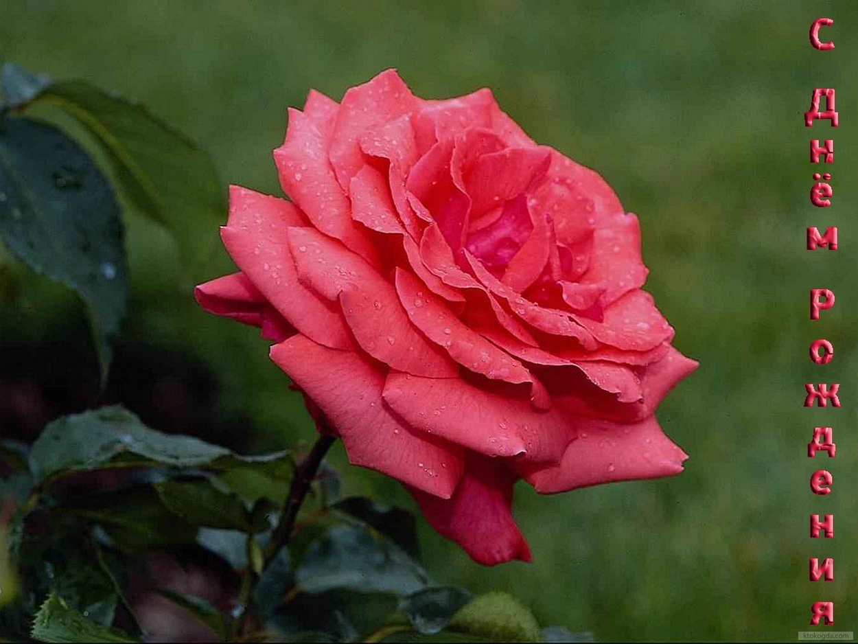 Открытка с Днем Рождения, цветы, розовая роза