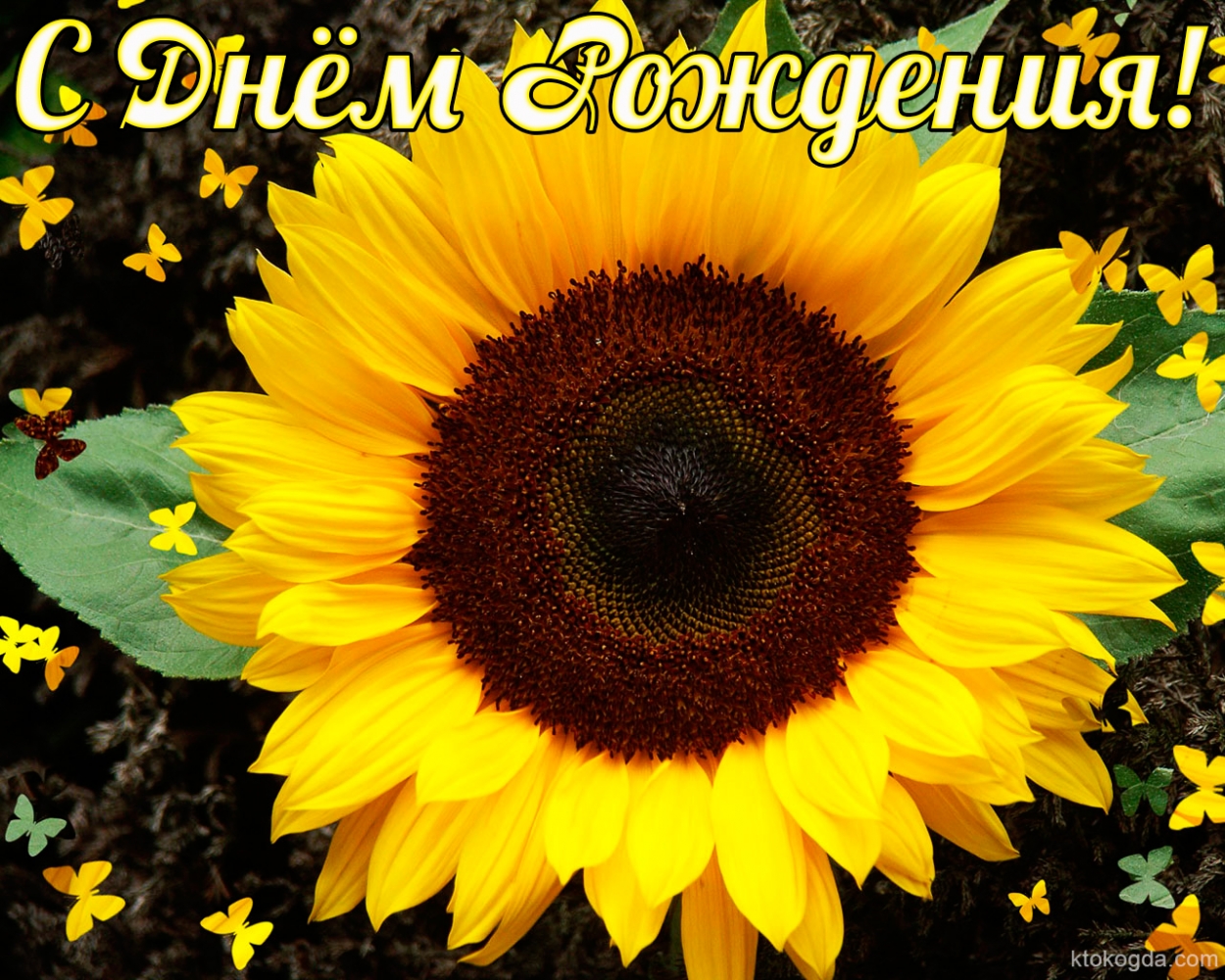 Открытка с Днем Рождения, цветы, подсолнух