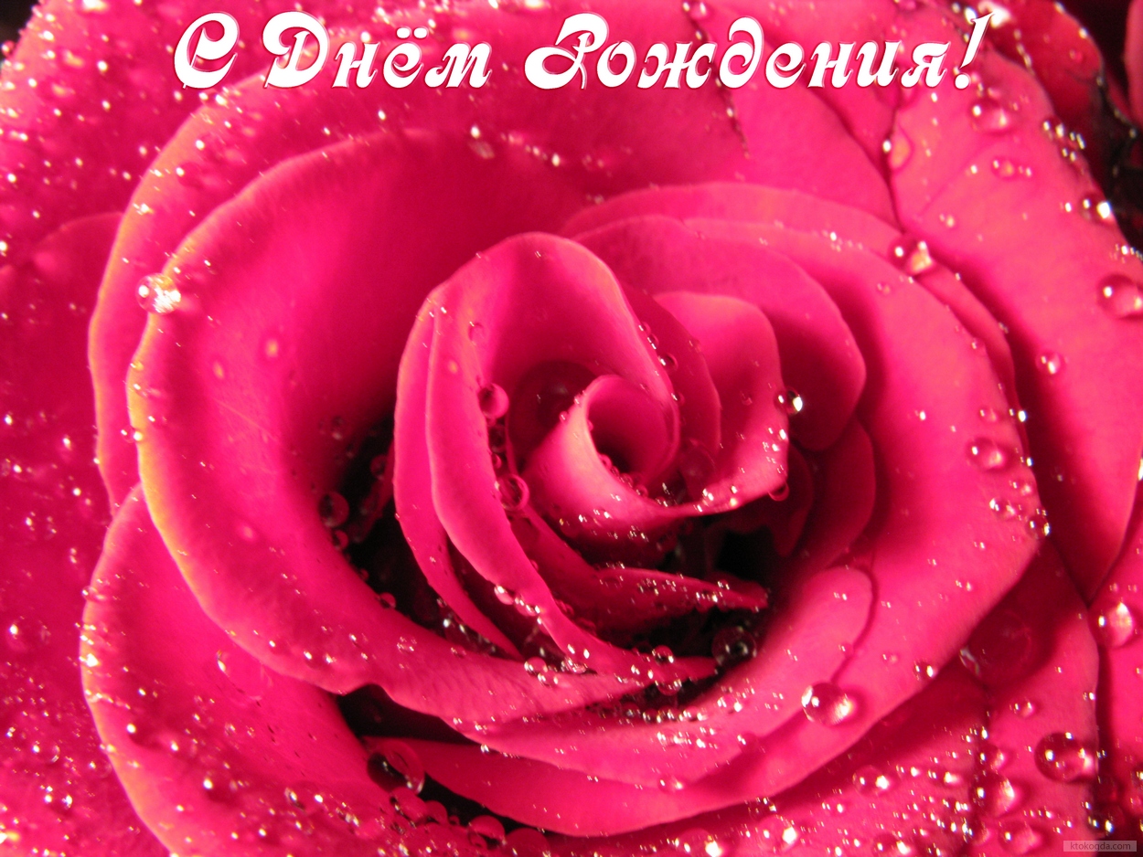 Открытка с Днем Рождения, цветы, розовая роза