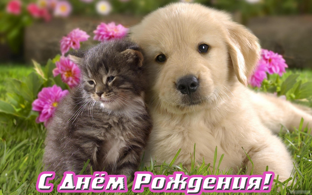 Открытка с Днем Рождения, животные, цветы, щенок и котенок