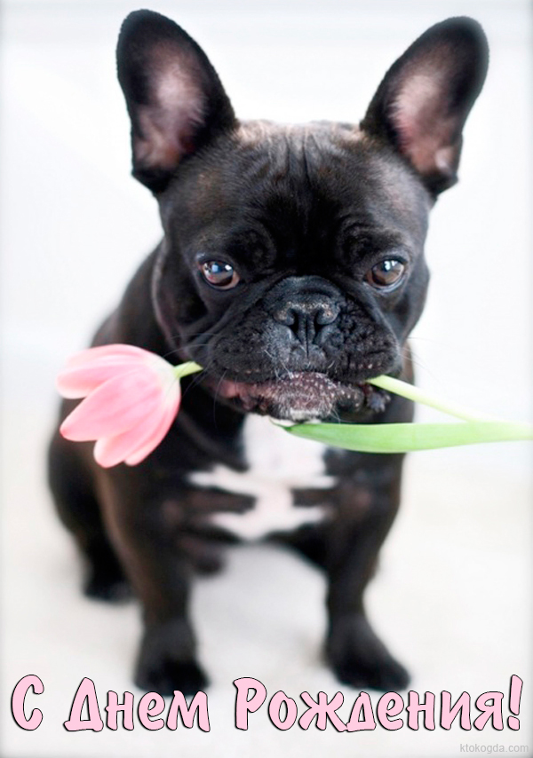 Открытка с Днем Рождения, животные, собака и цветок