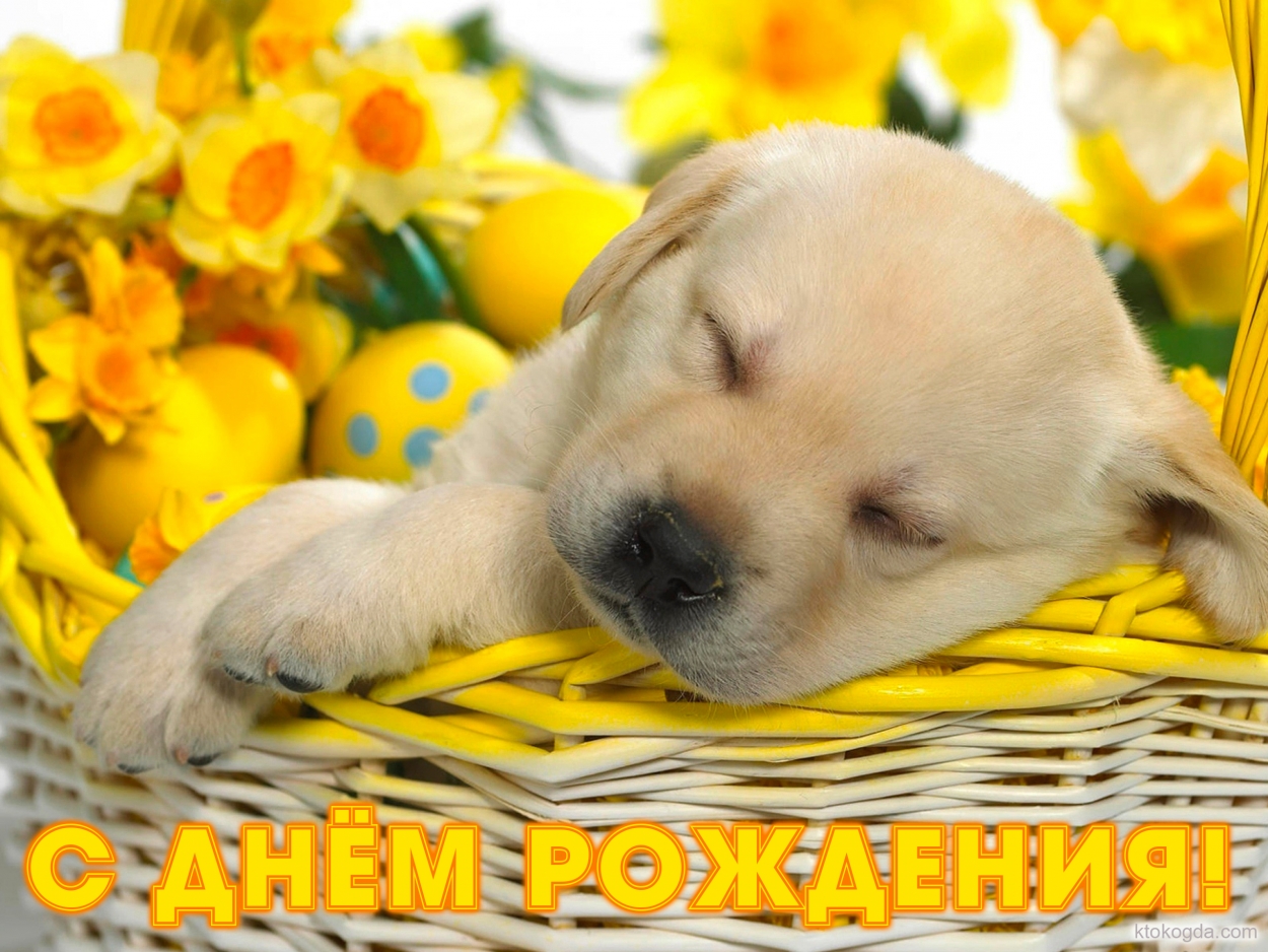 Открытка с Днем Рождения, щенок и цветы в корзине