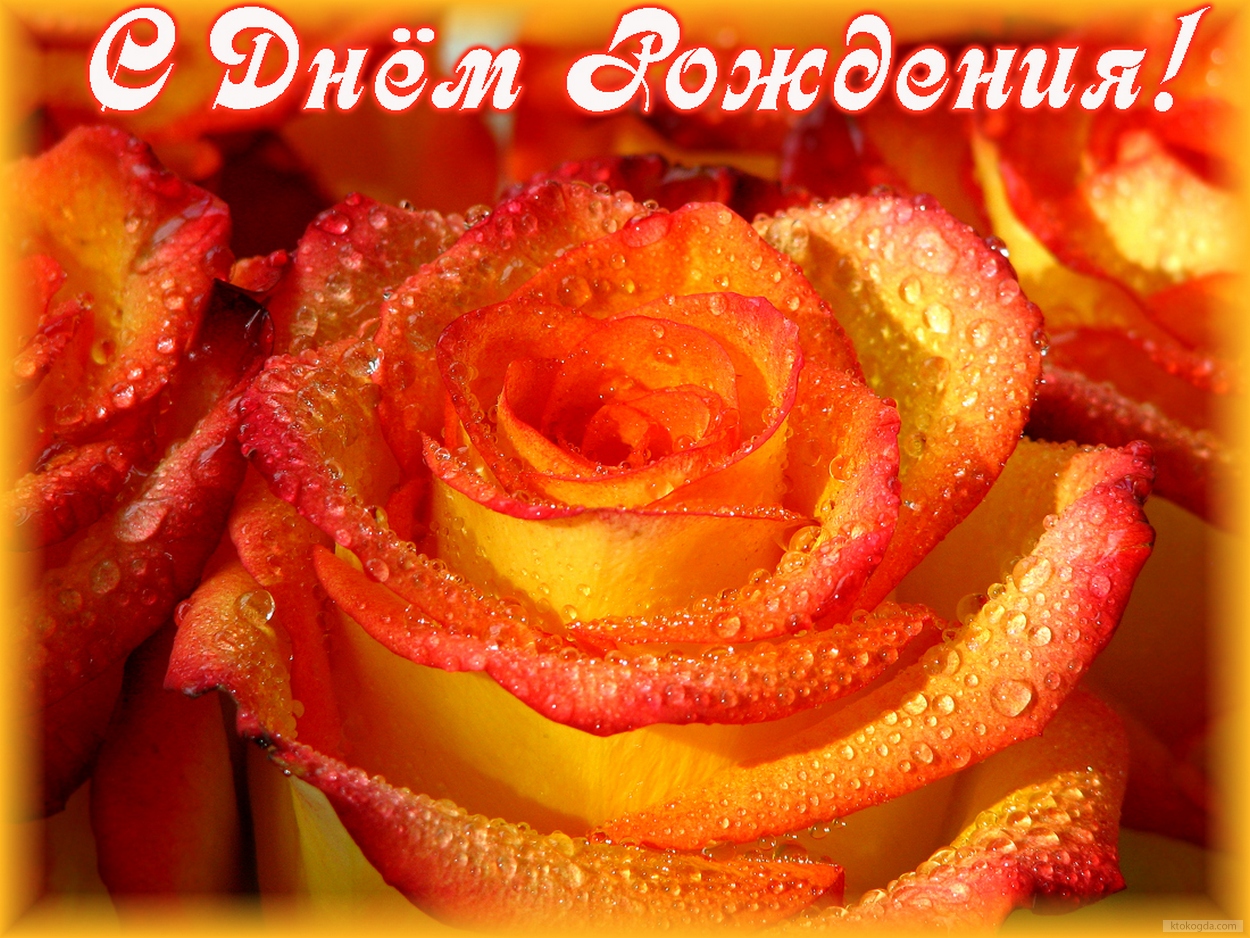 Открытка с Днем Рождения, цветы, розы