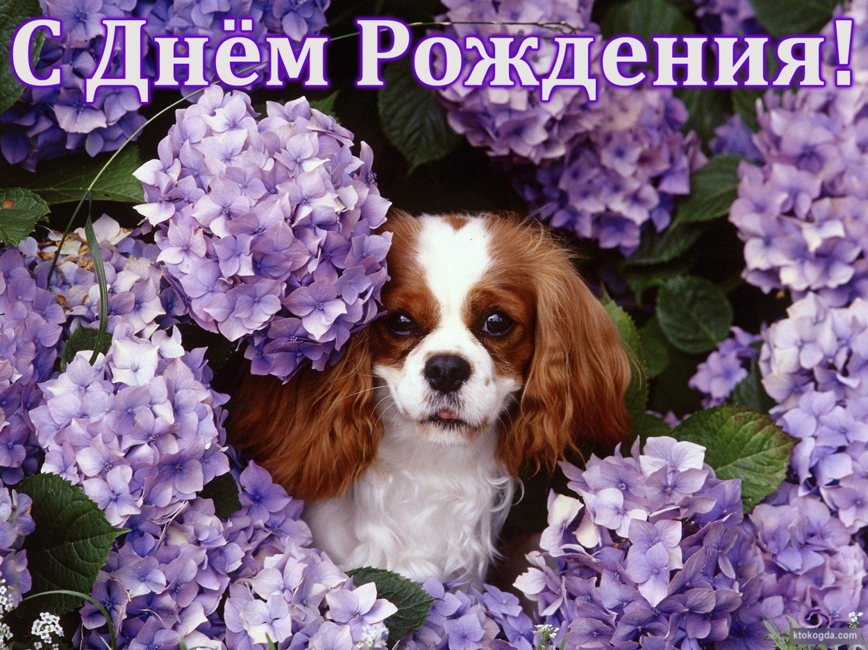 Открытка с Днем Рождения, животные, собака и цветы