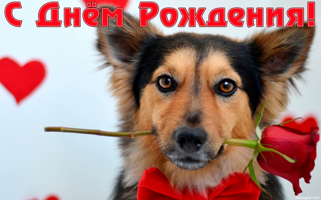 Открытка с Днем Рождения, собачка и роза