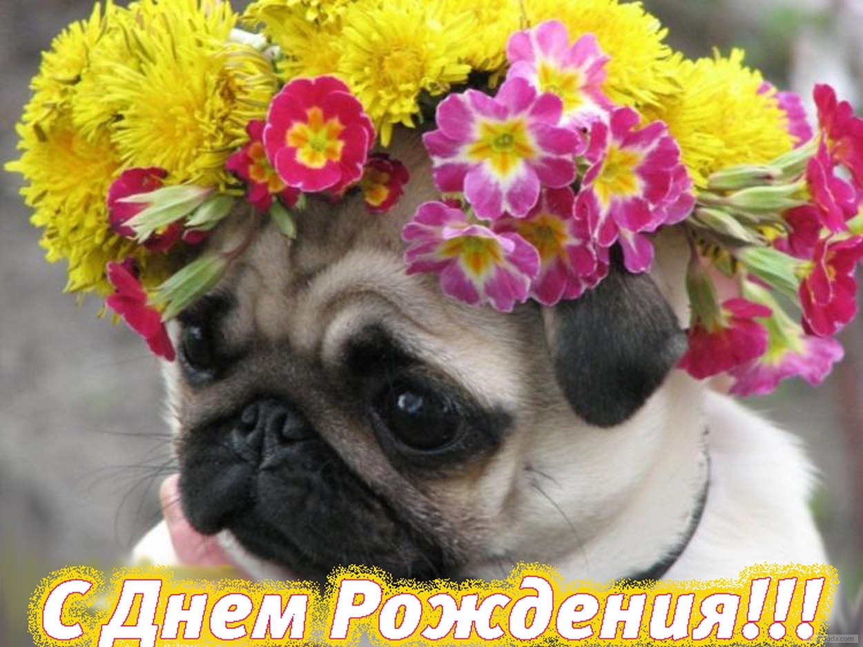 Открытка с Днем Рождения, собака, цветы