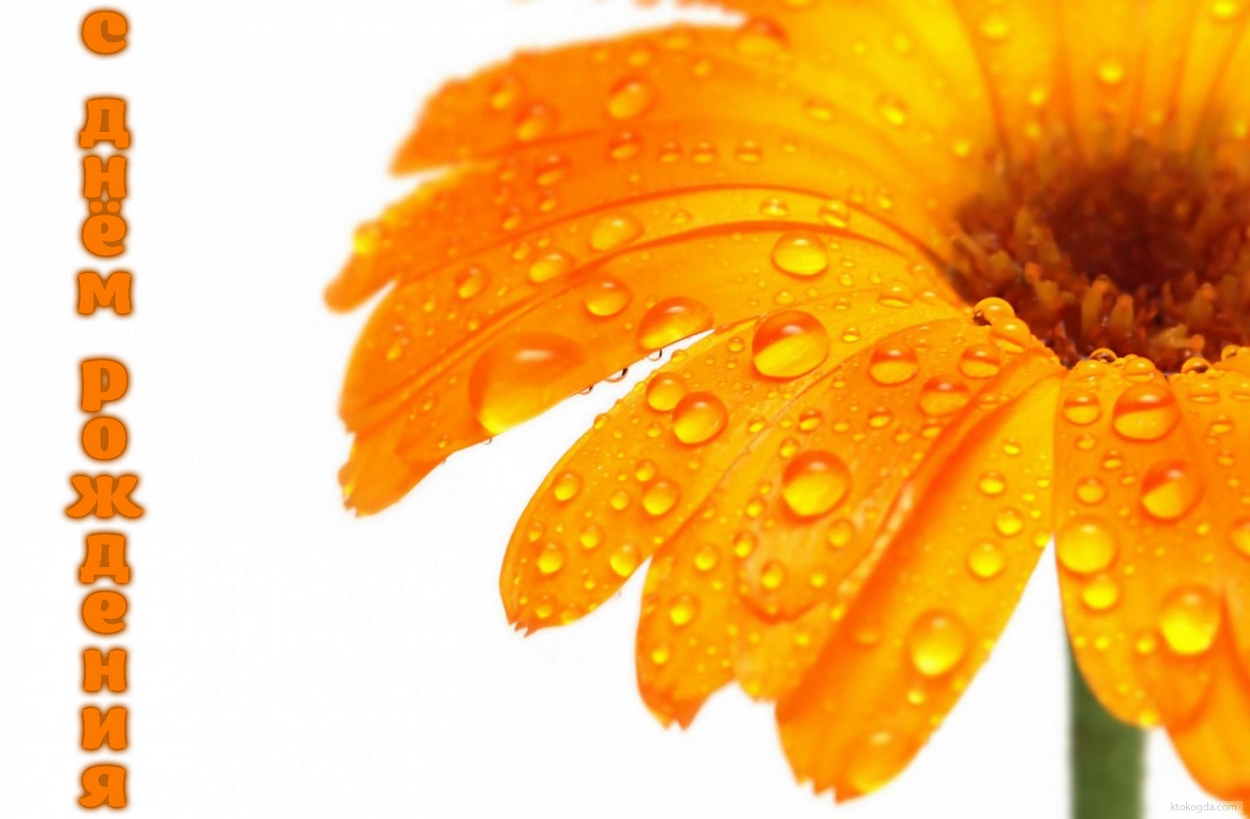 Открытка с Днем Рождения, цветы, оранжевая гербера