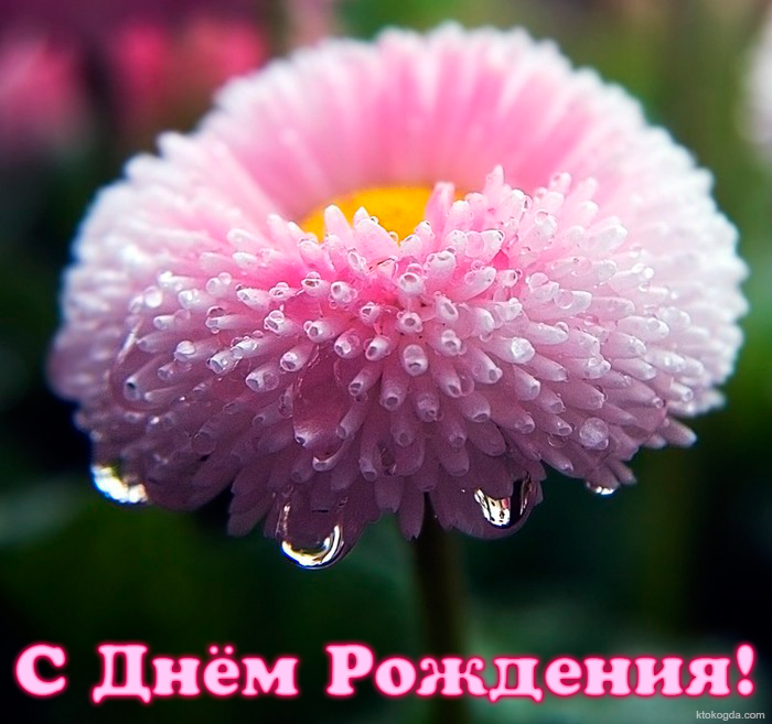 Открытка с Днем Рождения, цветок