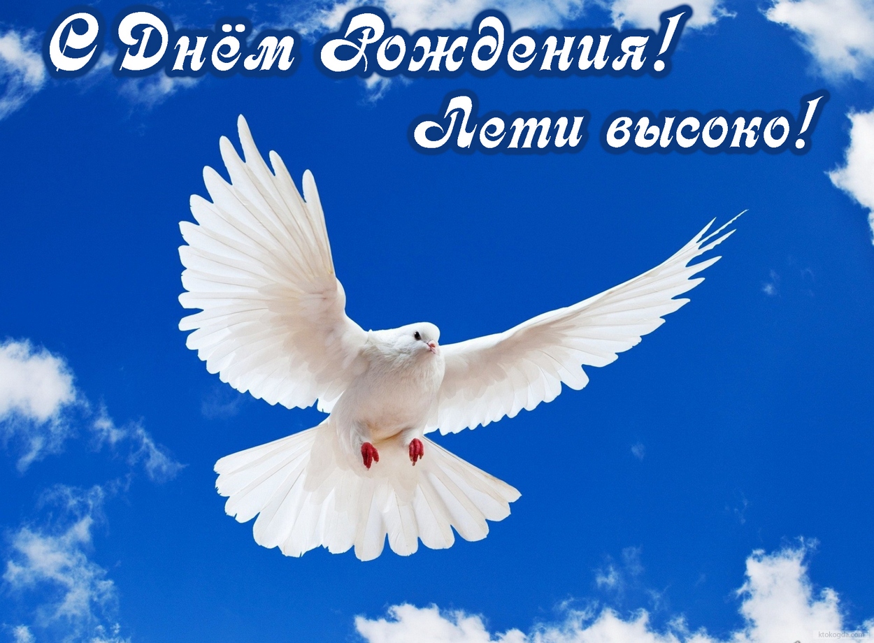 Открытка с Днем Рождения, голубь и небо, лети высоко