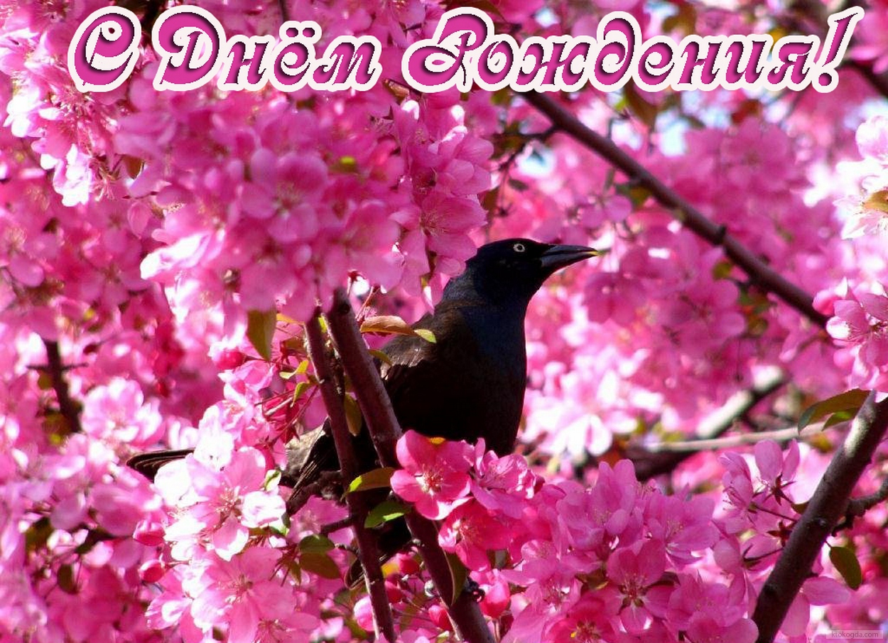 Открытка с Днем Рождения, животные, птица и розовые цветы