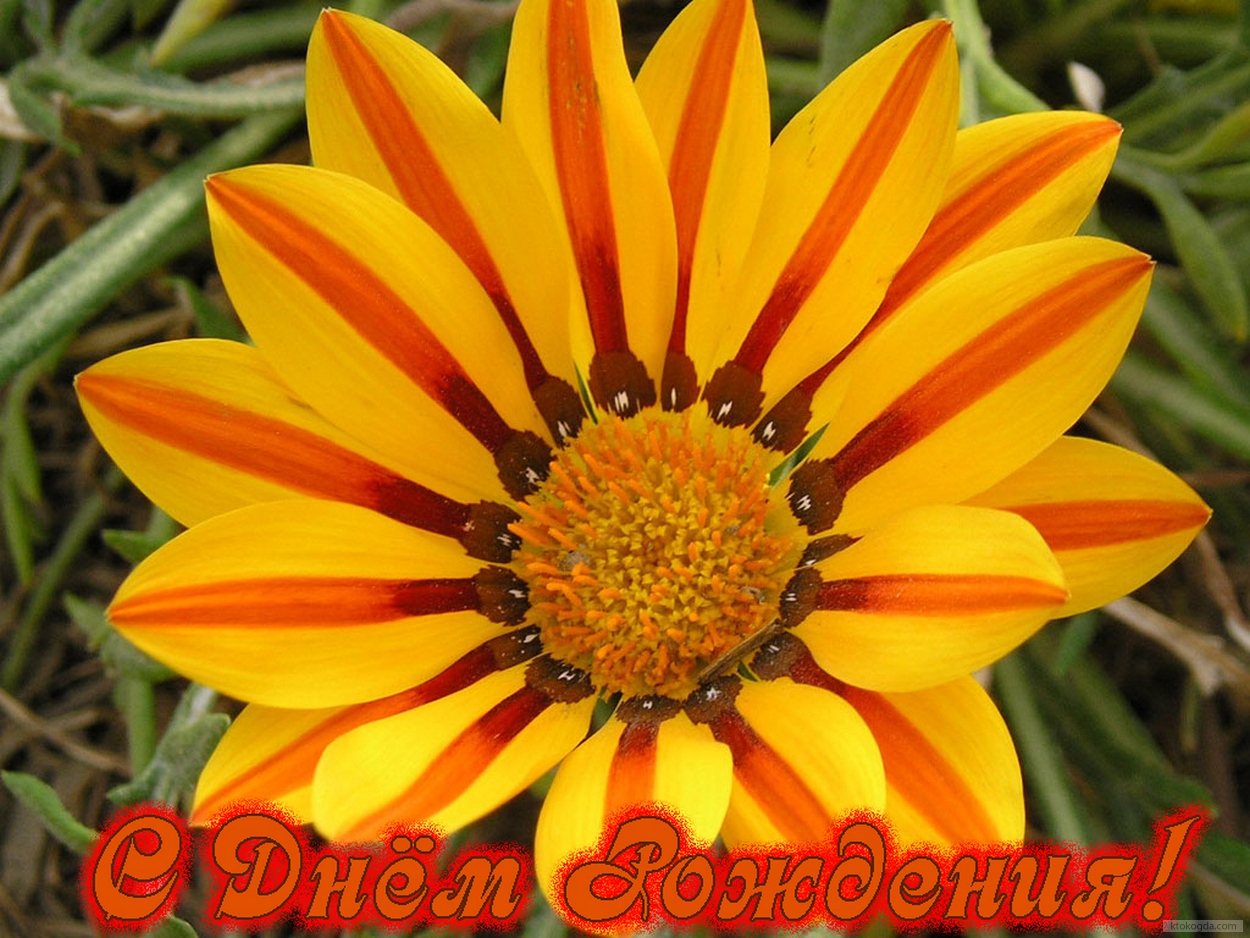 Открытка с Днем Рождения женщине, цветок