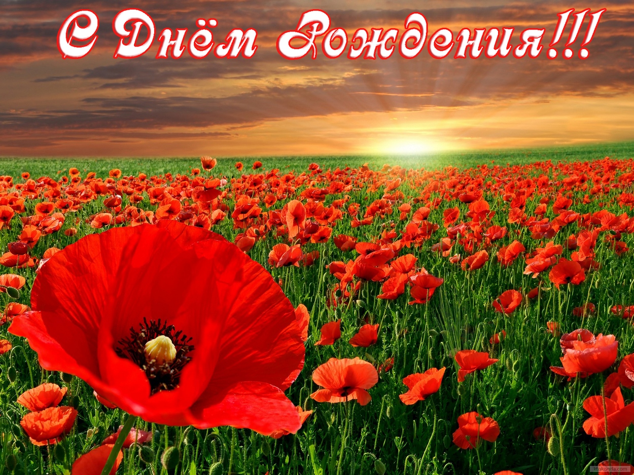 Открытка с Днем Рождения, цветы, красные маки