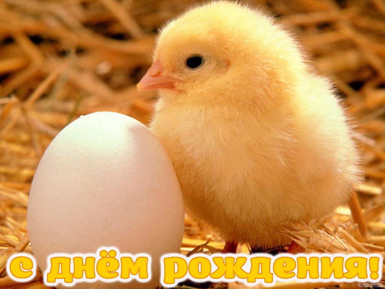 Открытка с Днем Рождения, животные, цыпленок и яйцо