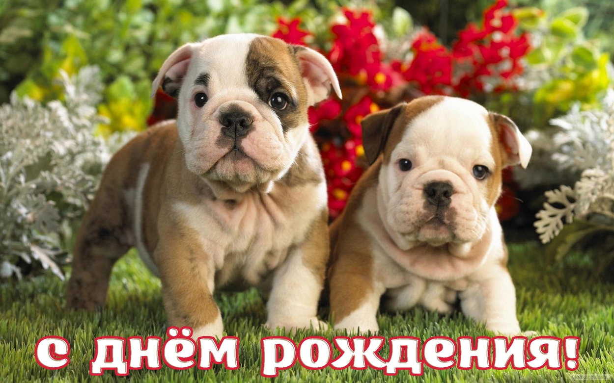 Открытка с Днем Рождения, животные, щенки и цветы