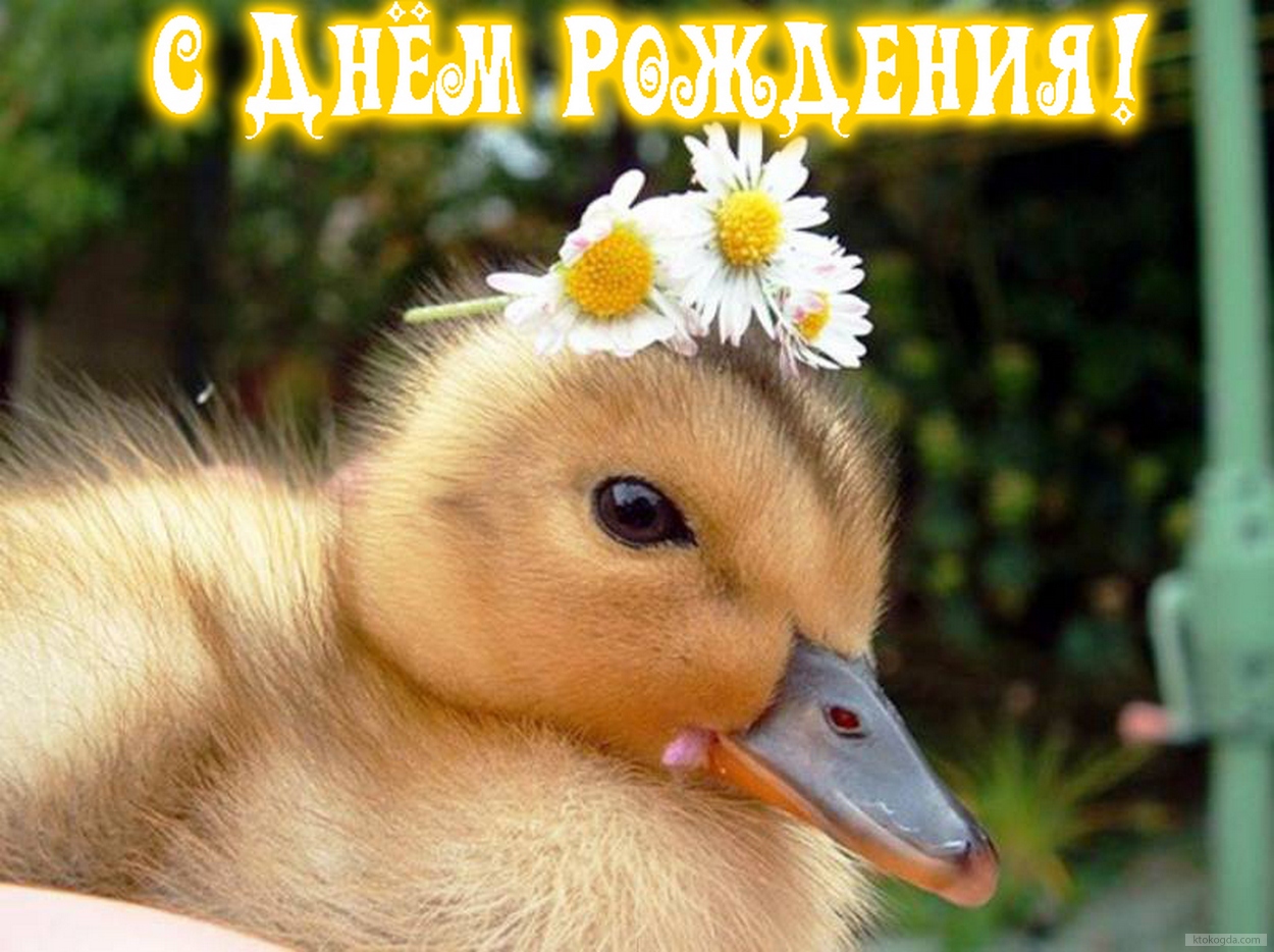 Открытка с Днем Рождения, животные, утенок и цветы