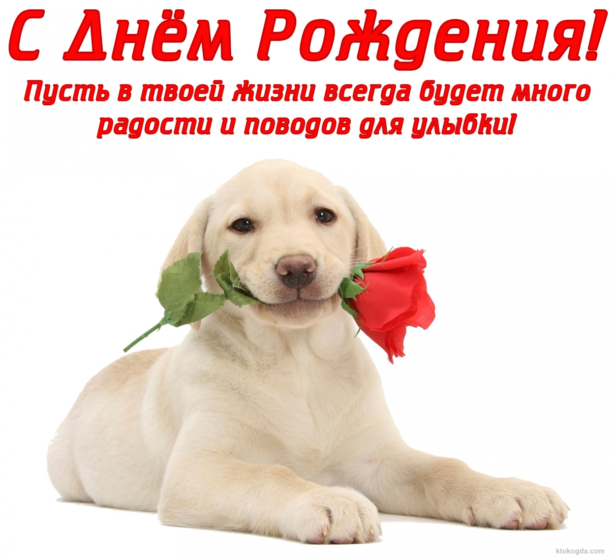 Открытка с Днем Рождения, щенок и роза