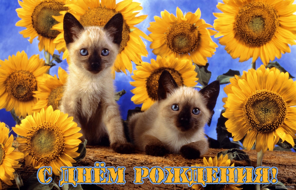 Открытка с Днем Рождения, животные, котята и подсолнухи