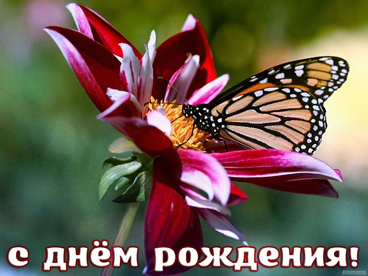Открытка с Днем Рождения, цветок и бабочка