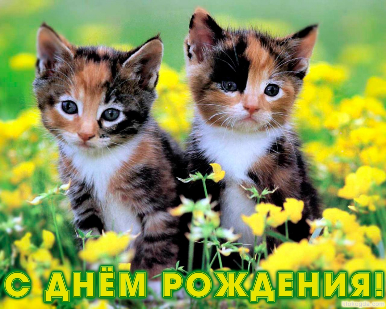 Открытка с Днем Рождения, животные, цветы и котята