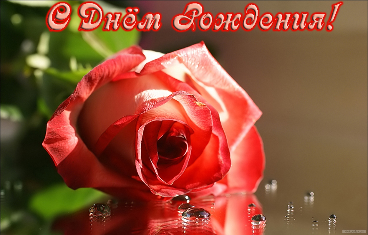 Открытка с Днем Рождения, цветок, роза