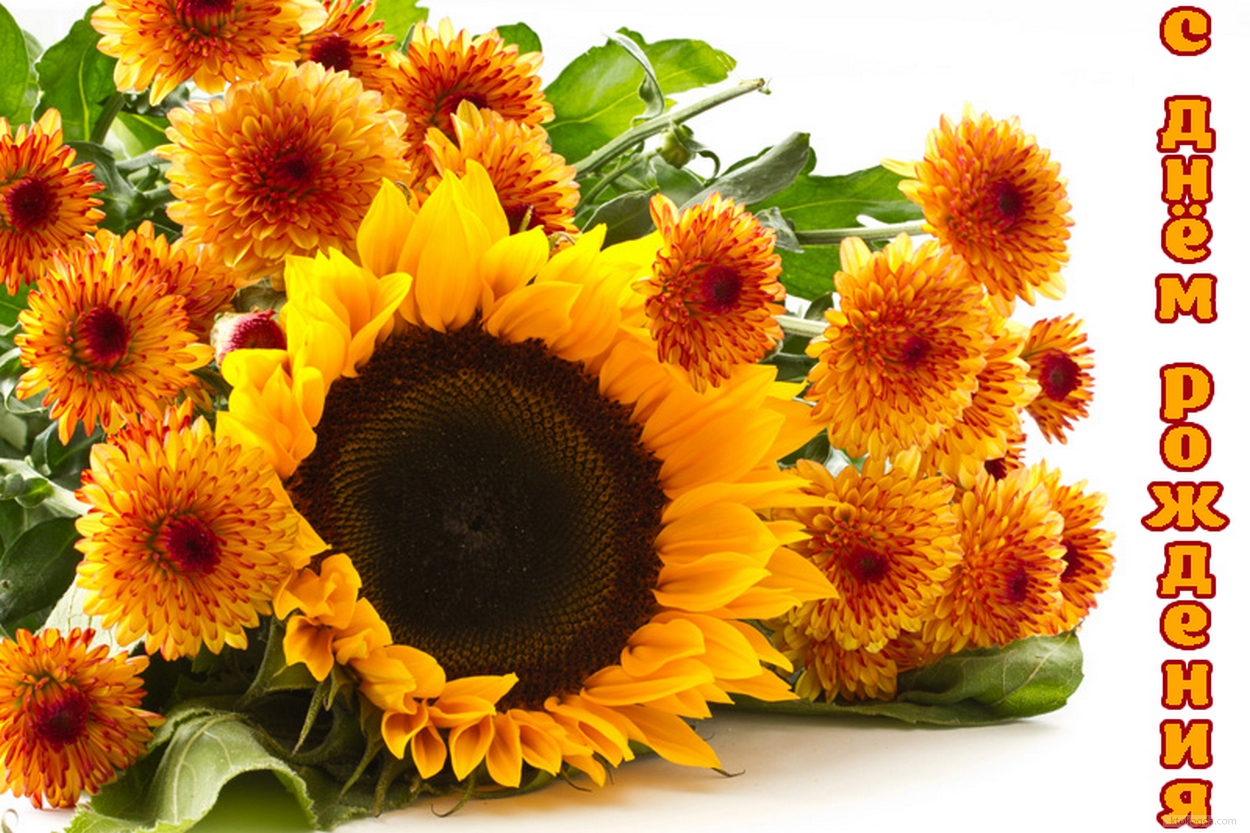 Открытка с Днем Рождения, осенние цветы, подсолнух