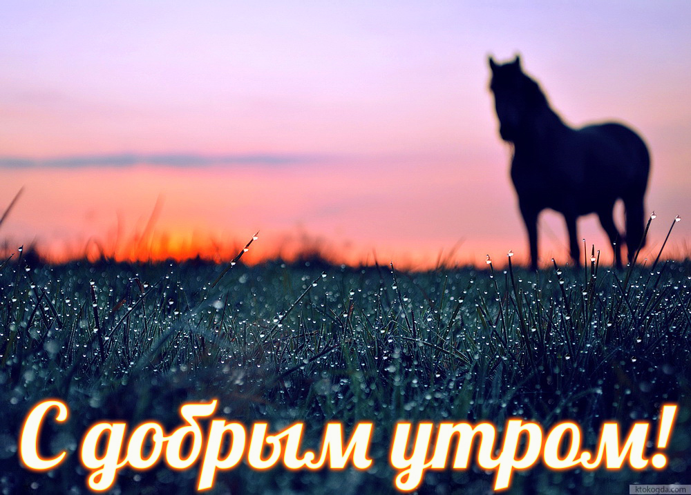 Открытка с добрым утром, животные, лошадь и рассвет