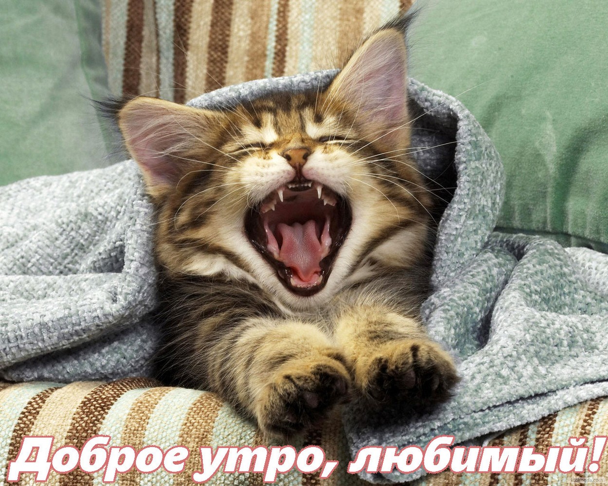 Открытка с добрым утром, любимый, животные, котенок