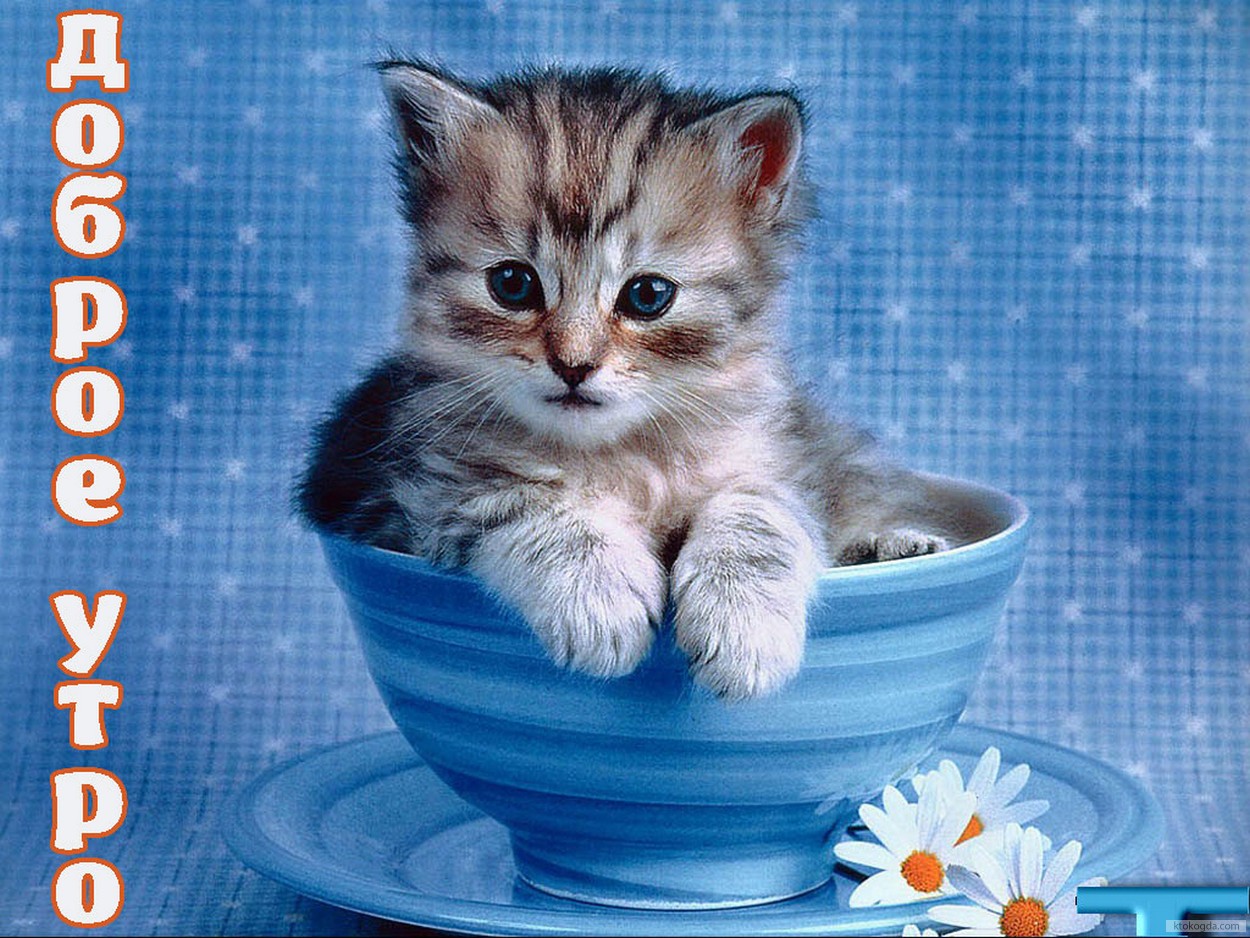Открытка с добрым утром, животные, котенок