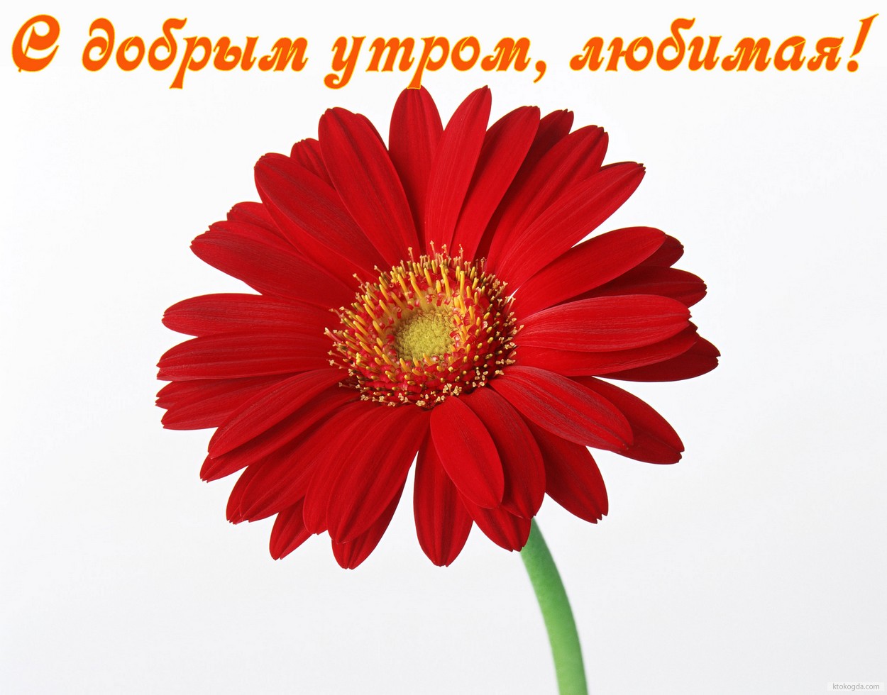 Открытка с добрым утром, любимая, цветок