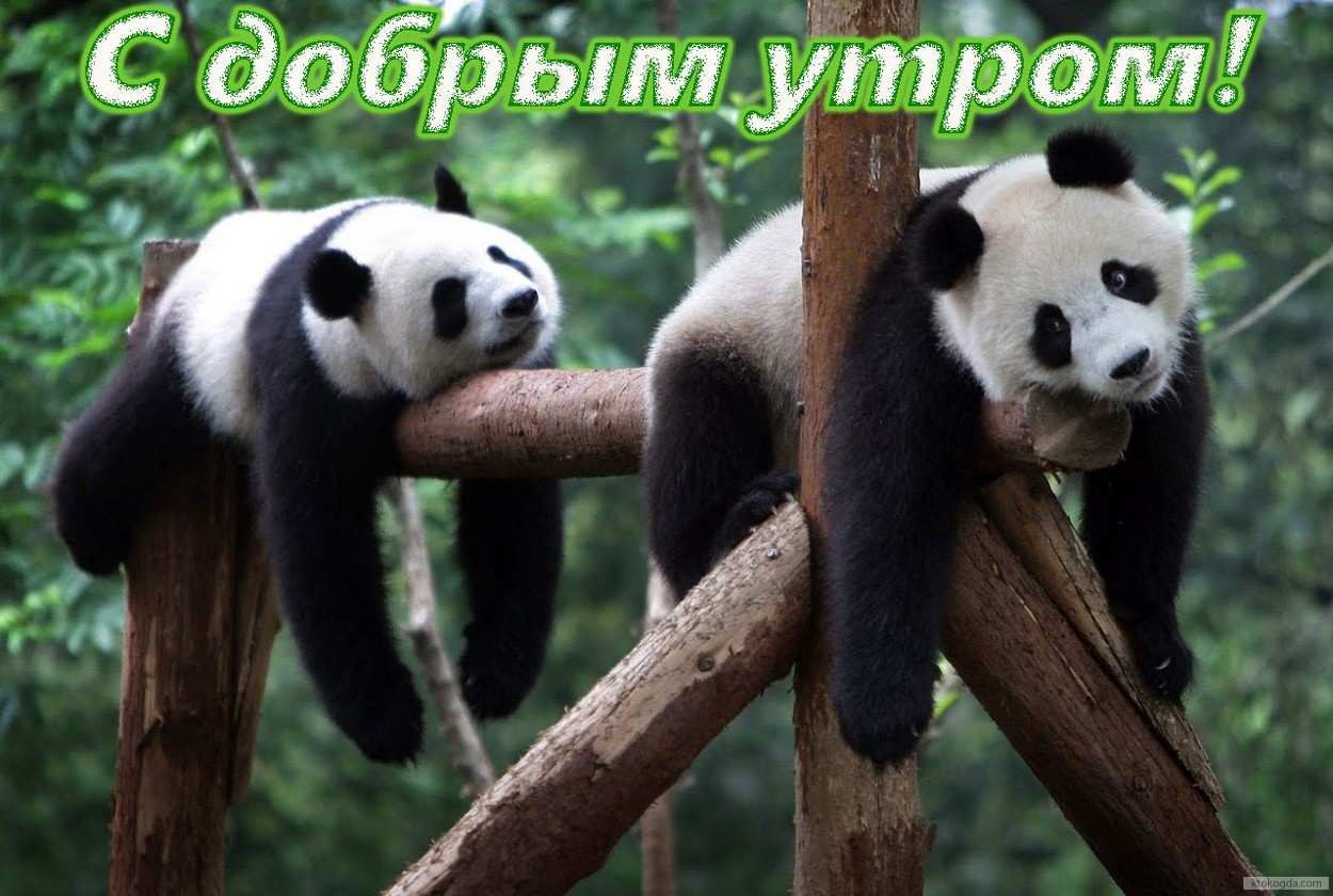 Открытка с добрым утром, животные, панды