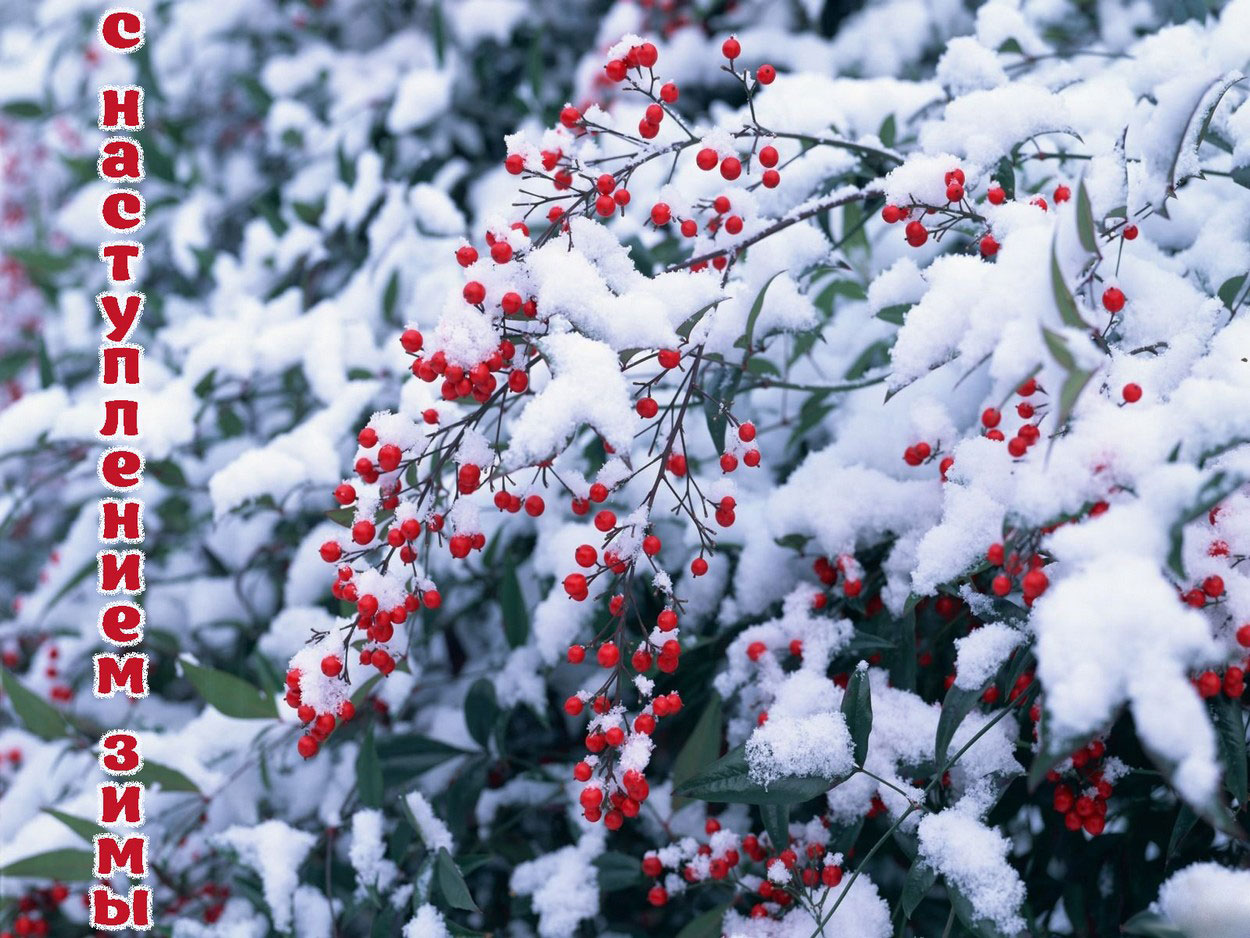 Открытка с наступлением зимы, яблоки и снег