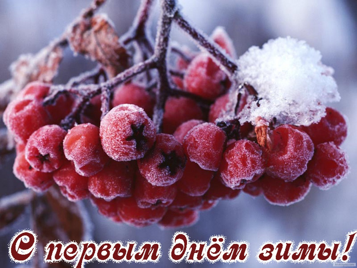 Открытка с первым днем зимы, рябина и снег