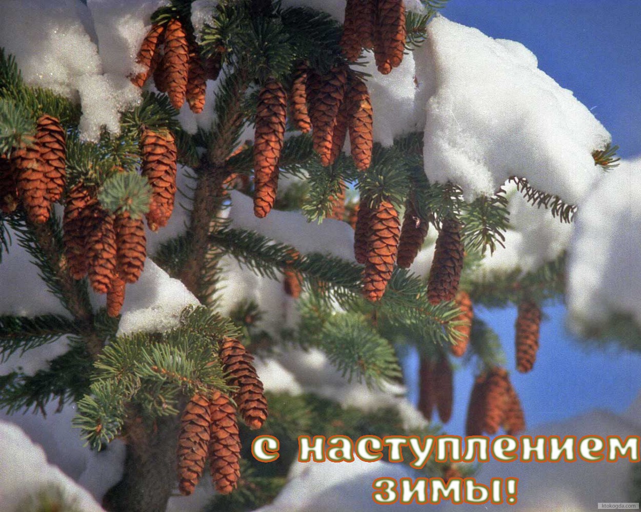 Открытка с наступлением зимы, ель и шишки в снегу