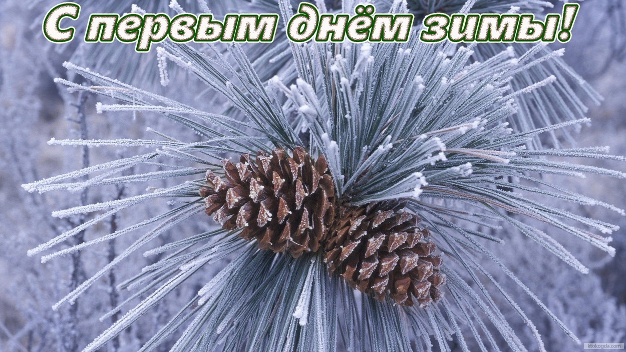 Открытка с первым днем зимы, шишка и иней