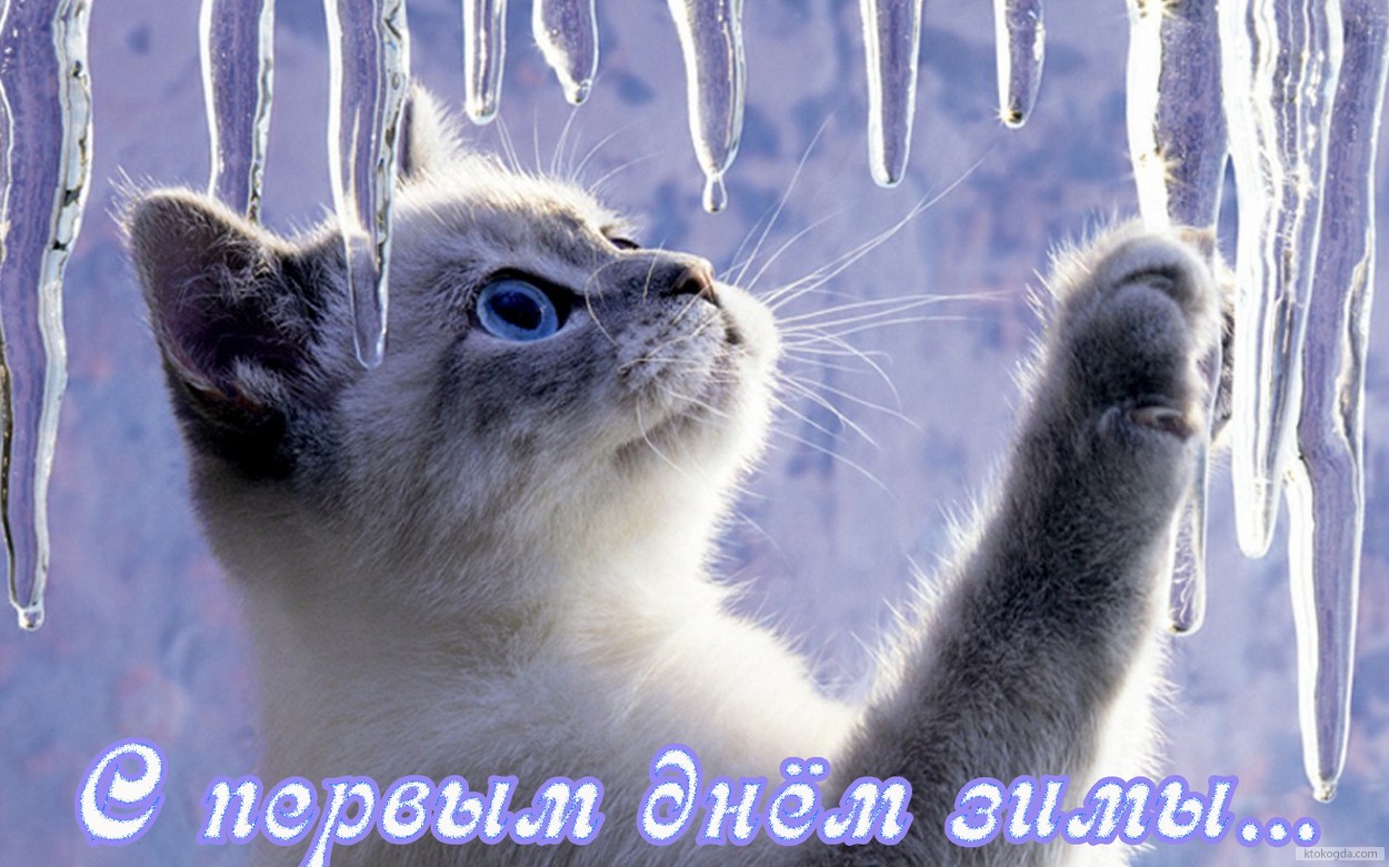 Открытка с первым днем зимы, животные, котенок и сосульки