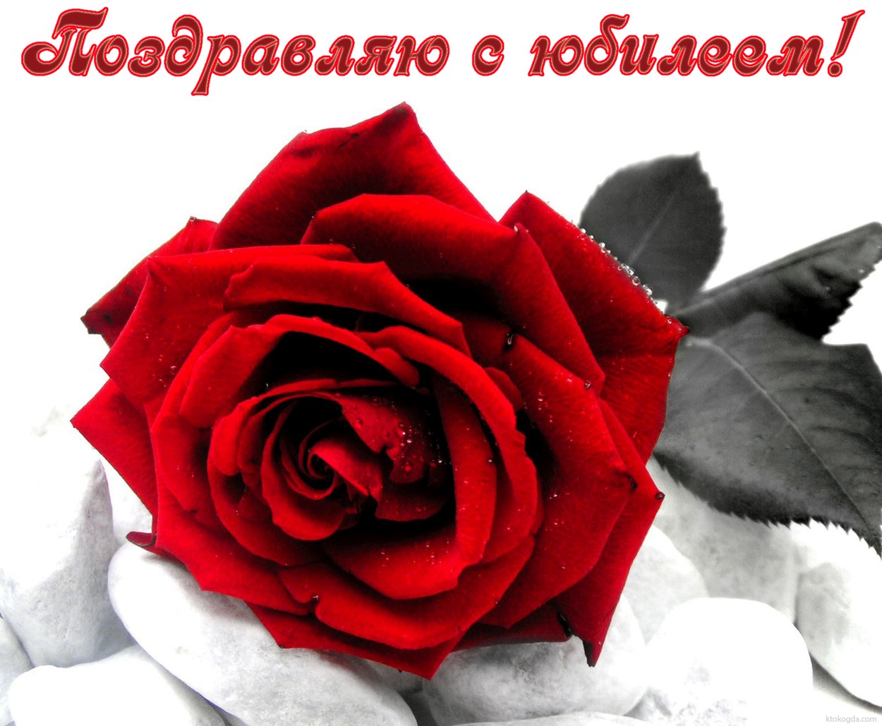 Открытка Поздравляю с юбилеем, цветы, красная роза