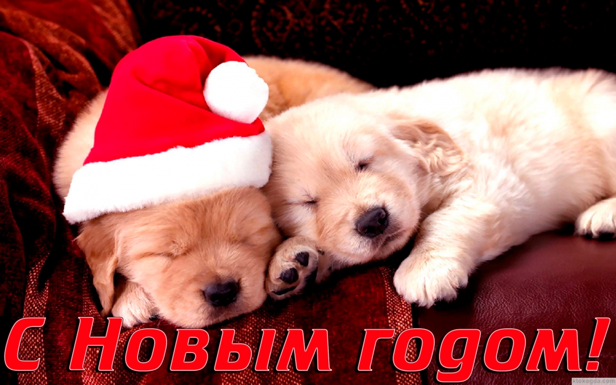 Открытка с Новым годом 2018, животные, щенки в новогодних шапках
