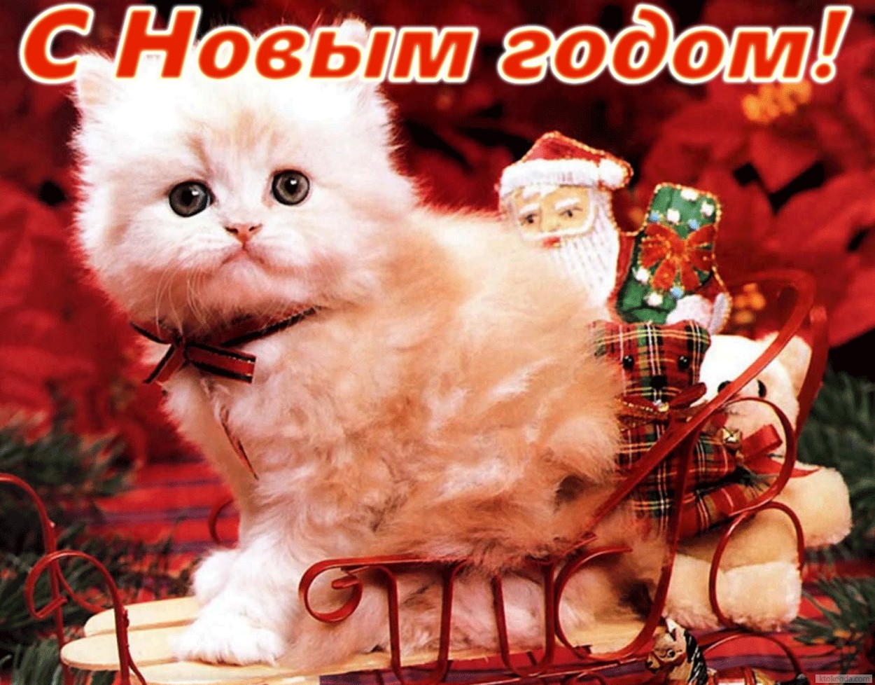 Открытка с Новым годом, животные, котенок