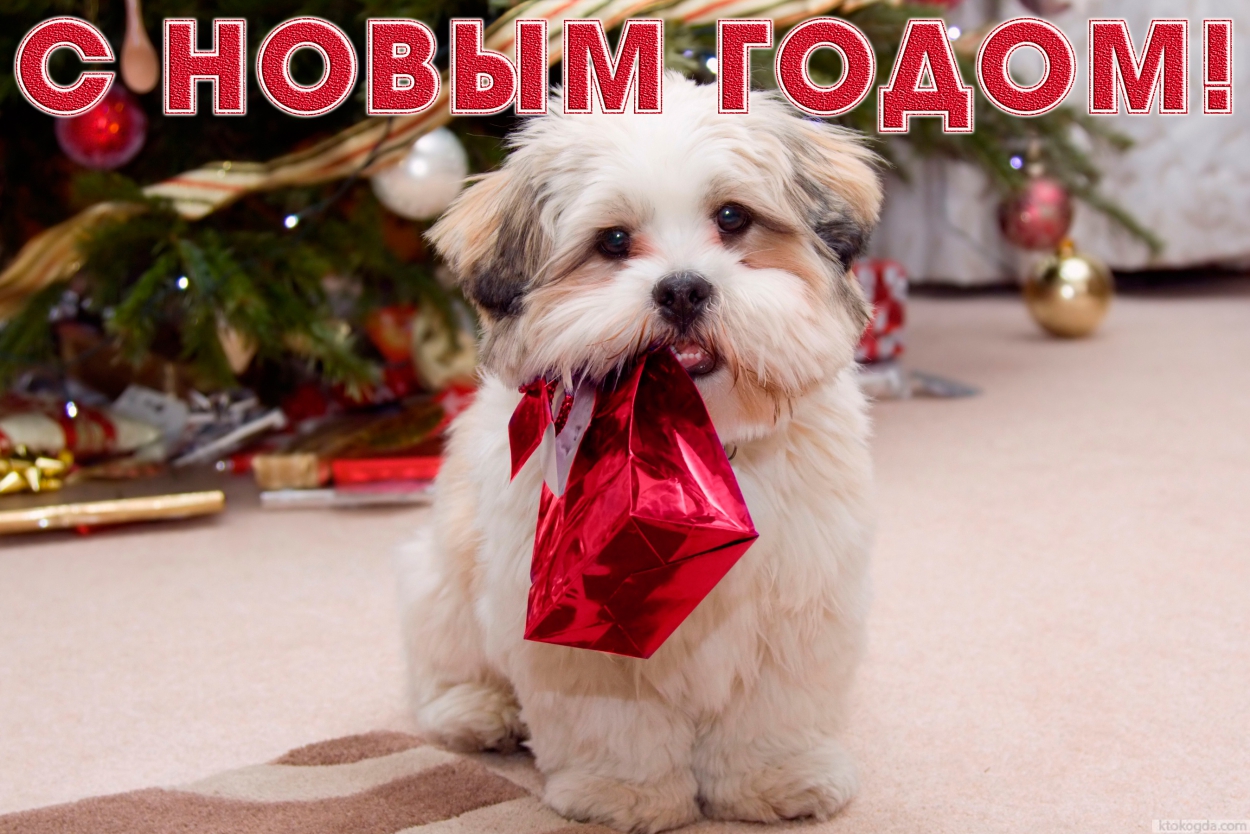 Открытка с Новым годом, животные, собака у елки с подарком