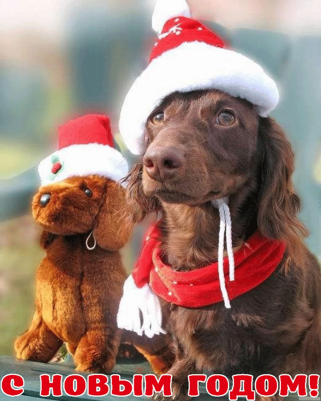 Открытка с Новым годом собаки, животные, собака-такса в шапке деда Мороза/Санты Клауса